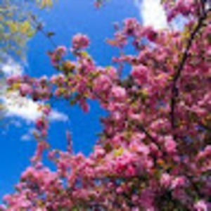 Meet your Posher, Priya